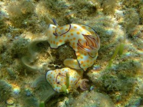 Prachtschnecke