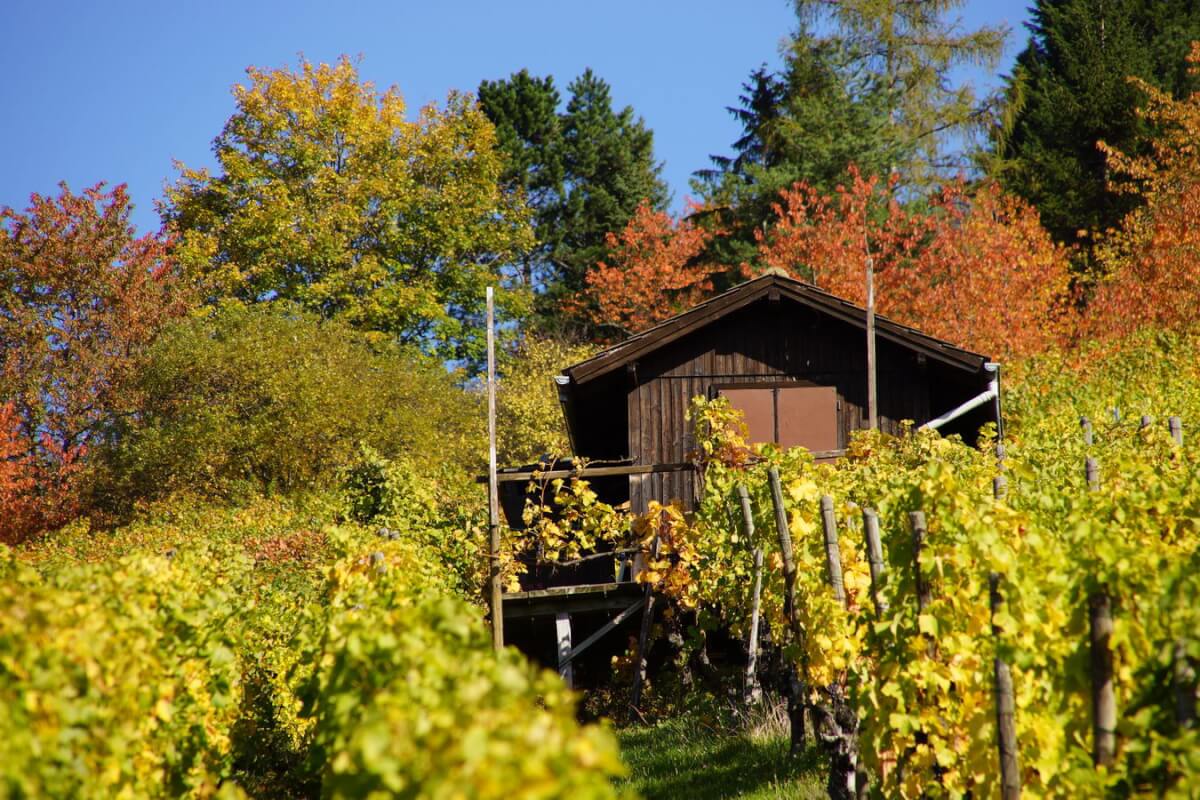 Radtour zwischen Schurwald und Remstal -Wengerterhütte