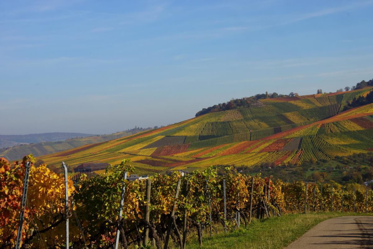Weinberge im herbstlaub