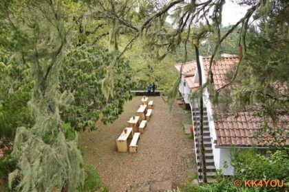 Forsthaus Rabaçal, Flechtenbehangene Lorbeerbäume
