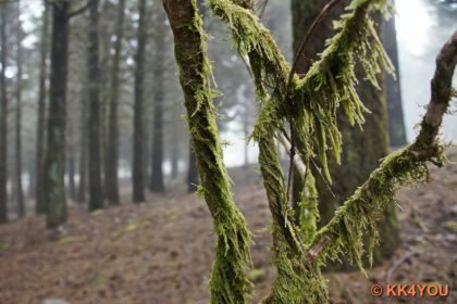 Madeiras Zentrum -Lorbeerwald