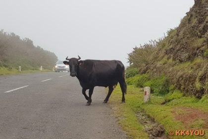 Madeiras Zentrum -Ribeira da Janela, Fanal Kühe auf der Straße