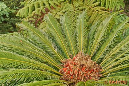 Botanischer Garten -Jardim Tropical Monte Palace