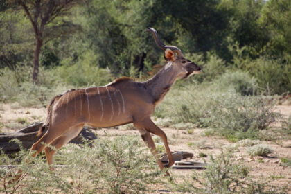 Kudu
