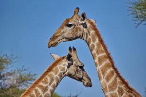 Giraffen