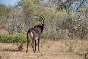 Rappenantilope