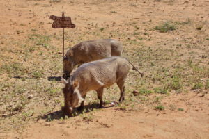 Warzenschweine zu Besuch