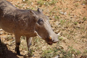 Warzenschwein zu Besuch