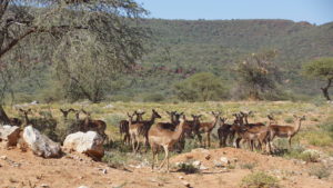 Impalas an der Pad zum Waterberg