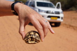 Schildkröte retten!