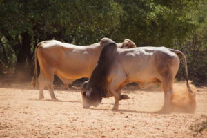 Brahman Bullen im Streit