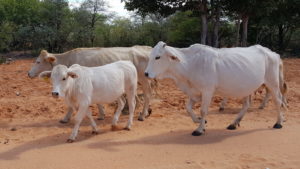 Brahman Rinder