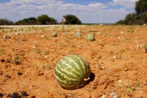 Tsamma-Melone