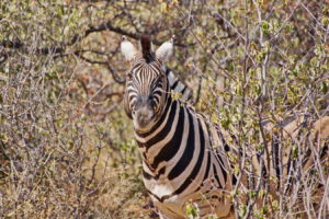 Steppenzebra