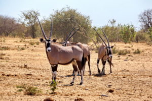 Oryx Rudel