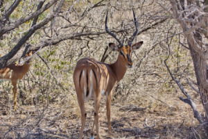 Impala