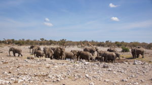 Pirschfahrt rund um Namutoni -reger Betrieb am Groot Okevi Wasserloch