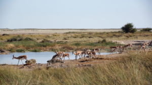 Springböcke Von Lindequist Gate bis Anderson Gate -Wasserloch Okerfontein