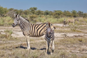 Zebras mit Jungtieren