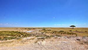 Blick in die Etosha Salzpfanne