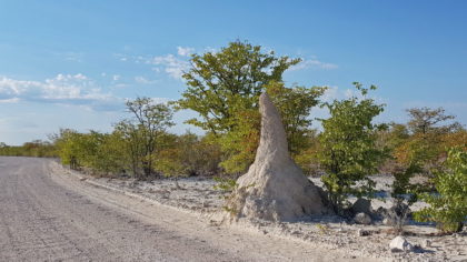 Termitenhügel am Olifantsbad