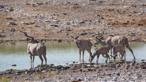 Kudus am Wasserloch Aus