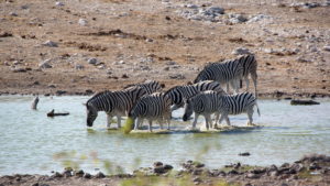 Zebras am Wasserloch Aus