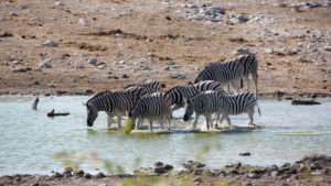 Zebras am Wasserloch Aus