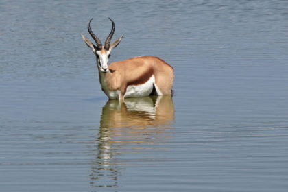 Springbock am Okaukuejo Wasserloch