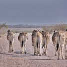 Zebras haben Wegerecht