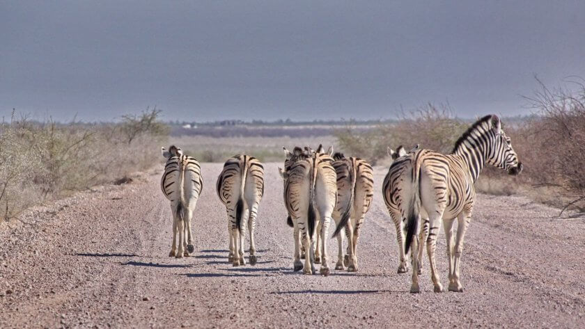 Zebras haben Wegerecht
