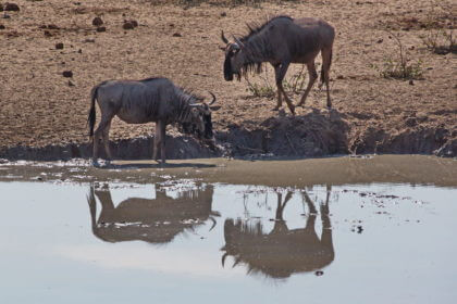 Wasserloch Olifantsrus -Gnus