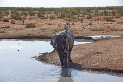 Wasserloch Olifantsrus