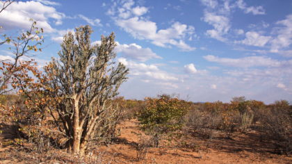 Westteil des Etosha Parks -Landschaft um Dolomite