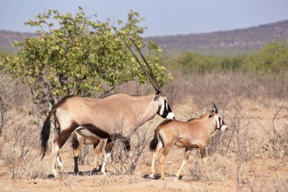 Abschied vom Etosha Park