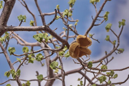 Sterculia africana - African Star-chestnut