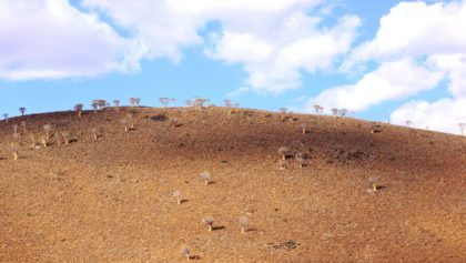 Köcherbaumwald in den Tirasbergen