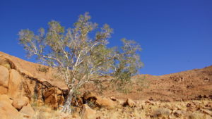 Einsamer Baum in den Tirasbergen