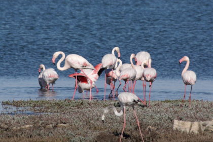 Flamingos in der Lüderitz Bay