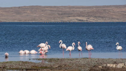 Flamingos in der Lüderitz Bay