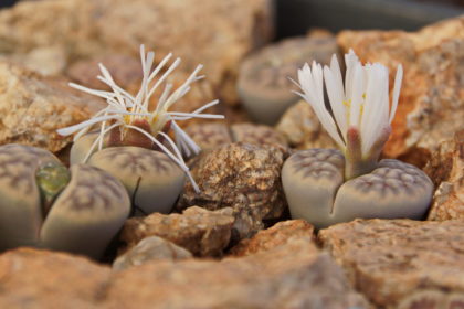 Lebende Steine -Lithops