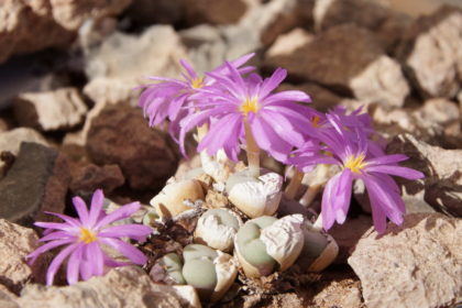 Lebende Steine -Lithops