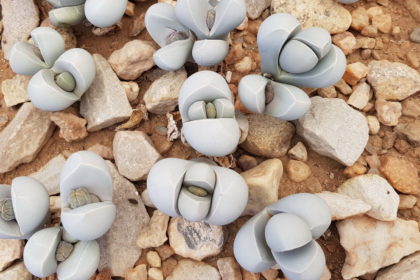 Lebende Steine -Lithops