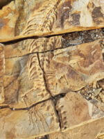 Mesosaurus Fund