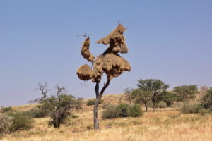 Webervogelnest hat den Baum eingenommen