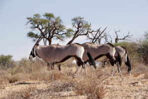 Oryx Antilopen