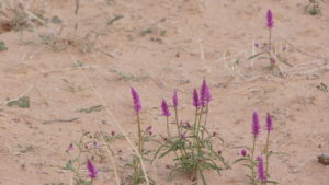 Vegetation auf Gharagab