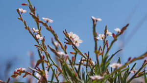 Vegetation auf Gharagab