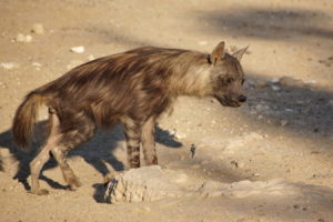 Braune Hyäne