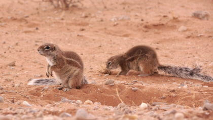 Erdhörnchen